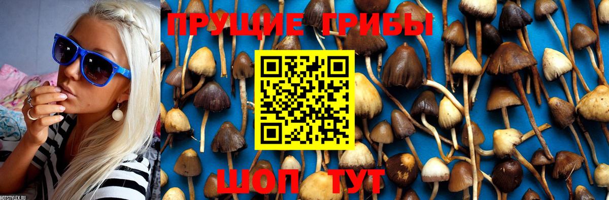 Галлюциногенные грибы Cubensis Губкин